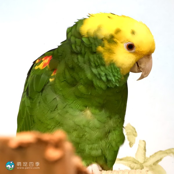 双黄头亚马逊鹦鹉-10