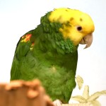双黄头亚马逊鹦鹉-缩略图-10