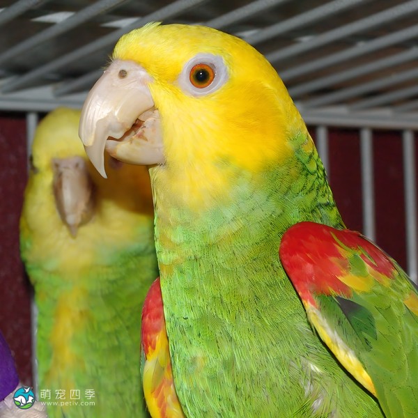 双黄头亚马逊鹦鹉-11