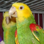 双黄头亚马逊鹦鹉-缩略图-11