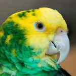 双黄头亚马逊鹦鹉-缩略图-12