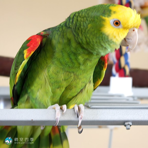 双黄头亚马逊鹦鹉-13