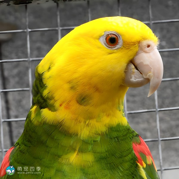 双黄头亚马逊鹦鹉-14