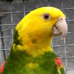 双黄头亚马逊鹦鹉-缩略图-14