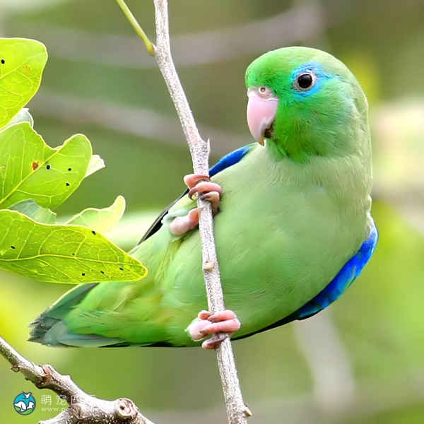 太平洋鹦鹉-1