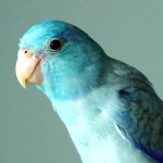 太平洋鹦鹉-缩略图-3