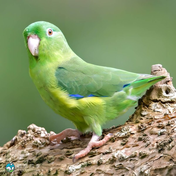 太平洋鹦鹉-4