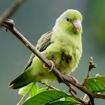 太平洋鹦鹉-缩略图-5