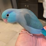 太平洋鹦鹉-缩略图-7