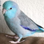 太平洋鹦鹉-缩略图-8