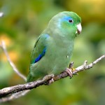 太平洋鹦鹉-缩略图-9