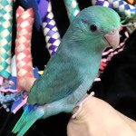 太平洋鹦鹉-缩略图-10