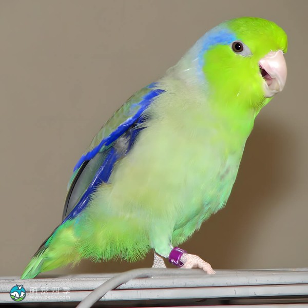 太平洋鹦鹉-11