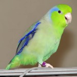 太平洋鹦鹉-缩略图-11