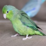 太平洋鹦鹉-缩略图-12