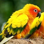 太阳锥尾鹦鹉-缩略图-1