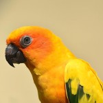 太阳锥尾鹦鹉-缩略图-2