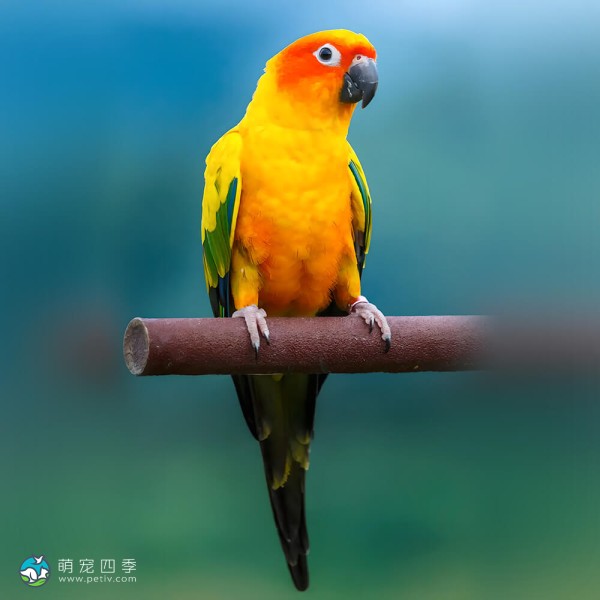 太阳锥尾鹦鹉-3