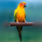 太阳锥尾鹦鹉-缩略图-3