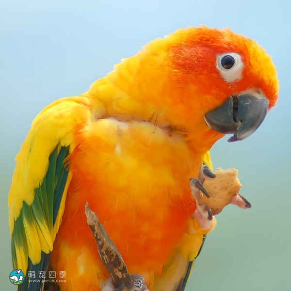 太阳锥尾鹦鹉-4