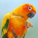 太阳锥尾鹦鹉-缩略图-4