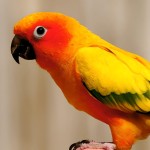 太阳锥尾鹦鹉-缩略图-5