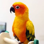 太阳锥尾鹦鹉-缩略图-6