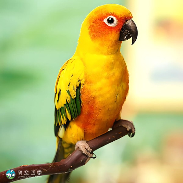 太阳锥尾鹦鹉-7