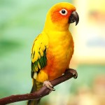 太阳锥尾鹦鹉-缩略图-7