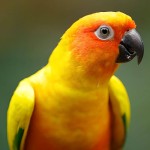 太阳锥尾鹦鹉-缩略图-8