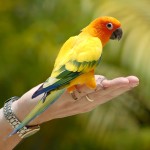 太阳锥尾鹦鹉-缩略图-9