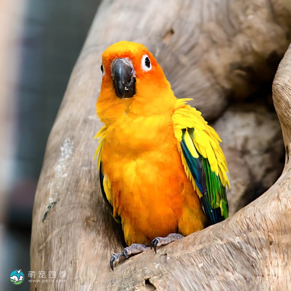 太阳锥尾鹦鹉-10