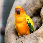 太阳锥尾鹦鹉-缩略图-10