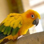 太阳锥尾鹦鹉-缩略图-11