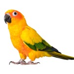 太阳锥尾鹦鹉-缩略图-12