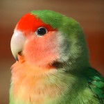 桃面爱情鸟-缩略图-3