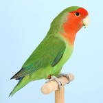 桃面爱情鸟-缩略图-4