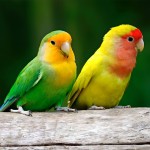 桃面爱情鸟-缩略图-5