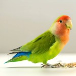 桃面爱情鸟-缩略图-6