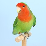 桃面爱情鸟-缩略图-7