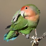 桃面爱情鸟-缩略图-8