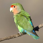 桃面爱情鸟-缩略图-9