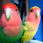 桃面爱情鸟-缩略图-11