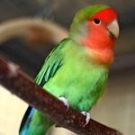 桃面爱情鸟-缩略图-12