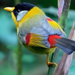 相思鸟-缩略图-1