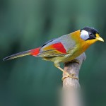 相思鸟-缩略图-2