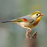 相思鸟-缩略图-4