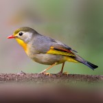 相思鸟-缩略图-5