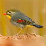 相思鸟-缩略图-6