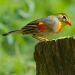 相思鸟-缩略图-7